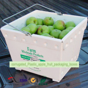PP Corflute Correx Coroplast Corrugated Plastic Box for Fruits and Food
